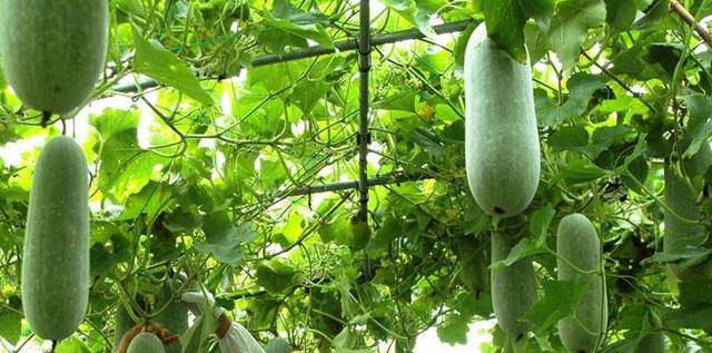 最适合夏天吃的三瓜丝瓜黄瓜冬瓜及其简单快速的做法