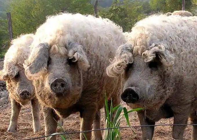 我们科普一种罕见的猪 它披了一身羊毛 这可不是基因变异或ps 这种猪