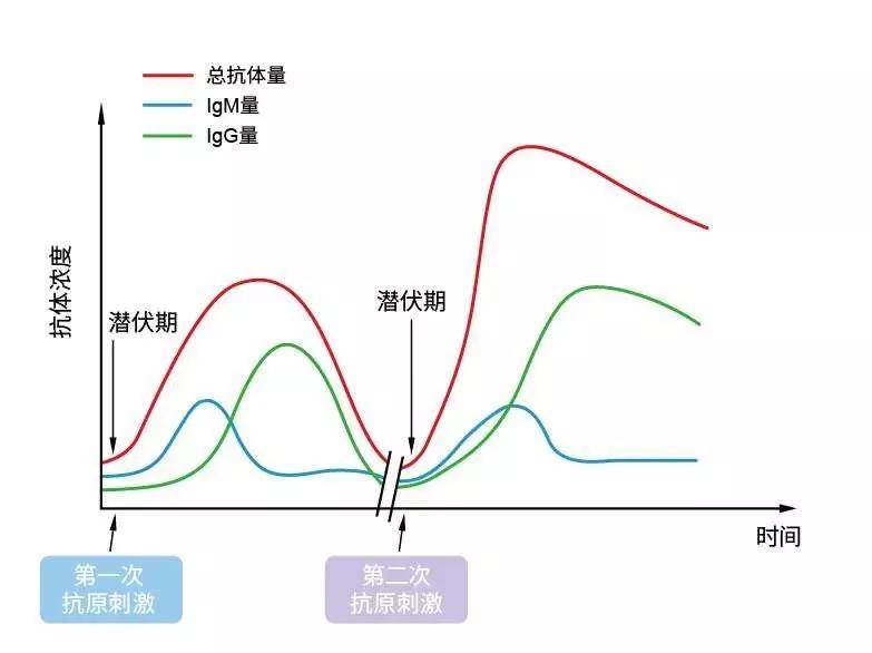 新冠总抗体核酸检测更适合诊断早期新冠感染