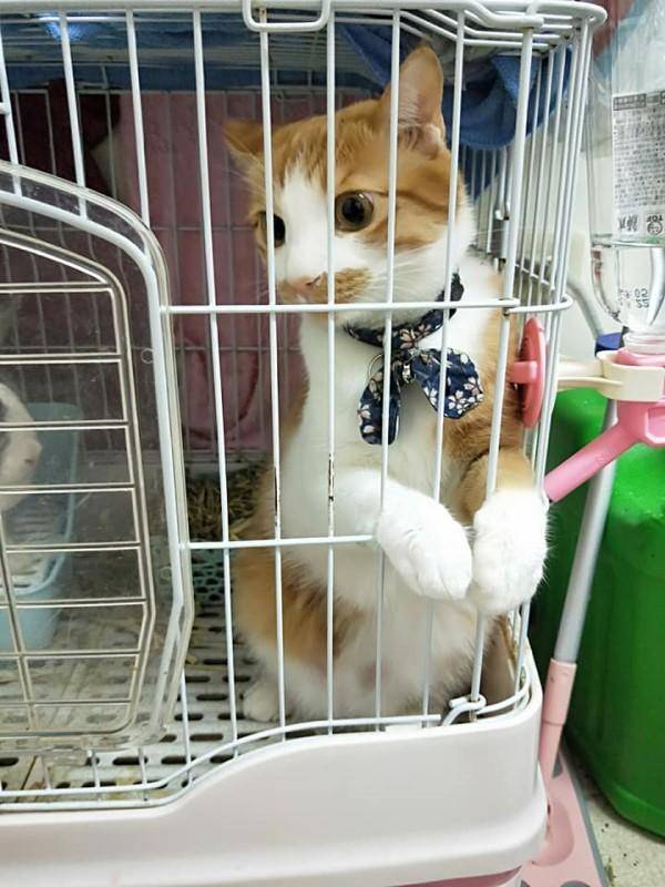 猫笼怎么搭_公猫母猫怎么分辨图片(3)