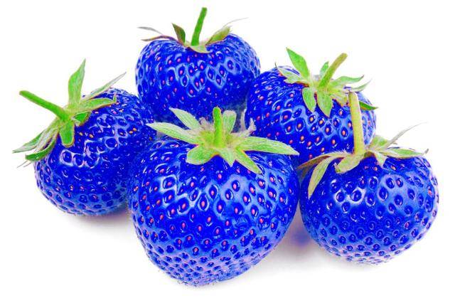 蓝色草莓草莓是很受欢迎的水果之一了,各种雪糕,饮料,甚至巧克力,面包