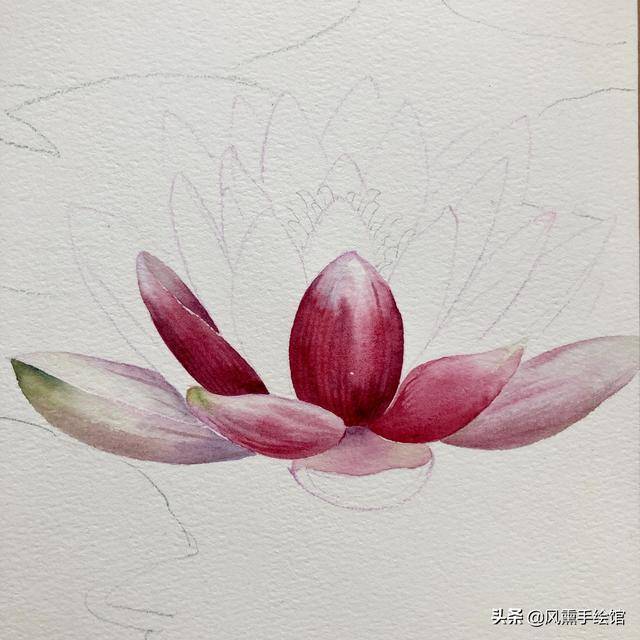 画荷花详细教程