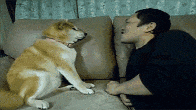 狗狗出现以下行为,说明它内心
