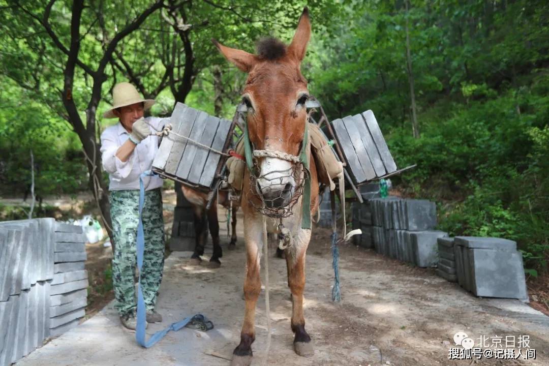 多图直击山脊上修长城:每一块砖都靠骡驮人背_骡子