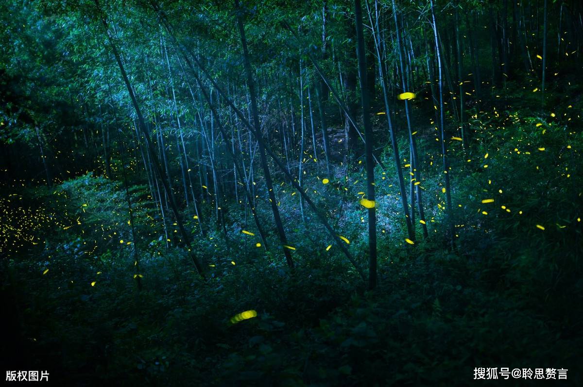 原创杨万里夏夜追凉诗难耐夏夜热步月穿林寻一丝微凉