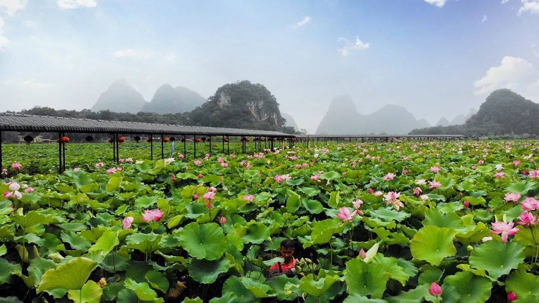 【助力乡村旅游】赏荷花,品荷花宴,穿汉服…这里的荷花节将要点燃夏天