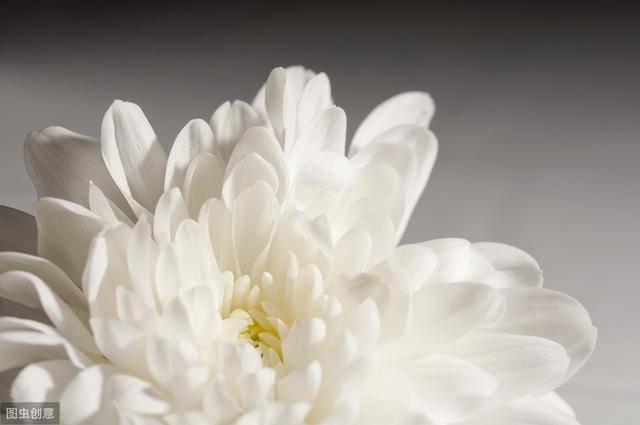 二,白菊花