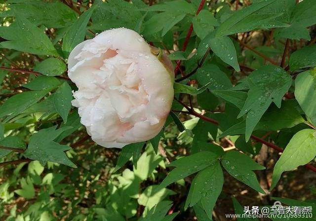 国色天香说牡丹