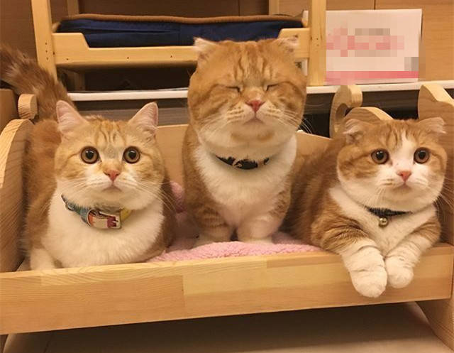 原创想买一只猫,却被宠物店,猫舍,猫贩子,代理和后院猫搞混乱了?