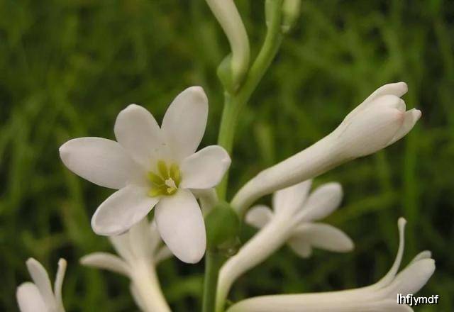 原创夜香花,晚香玉,夜香树……到底谁是夜来香?