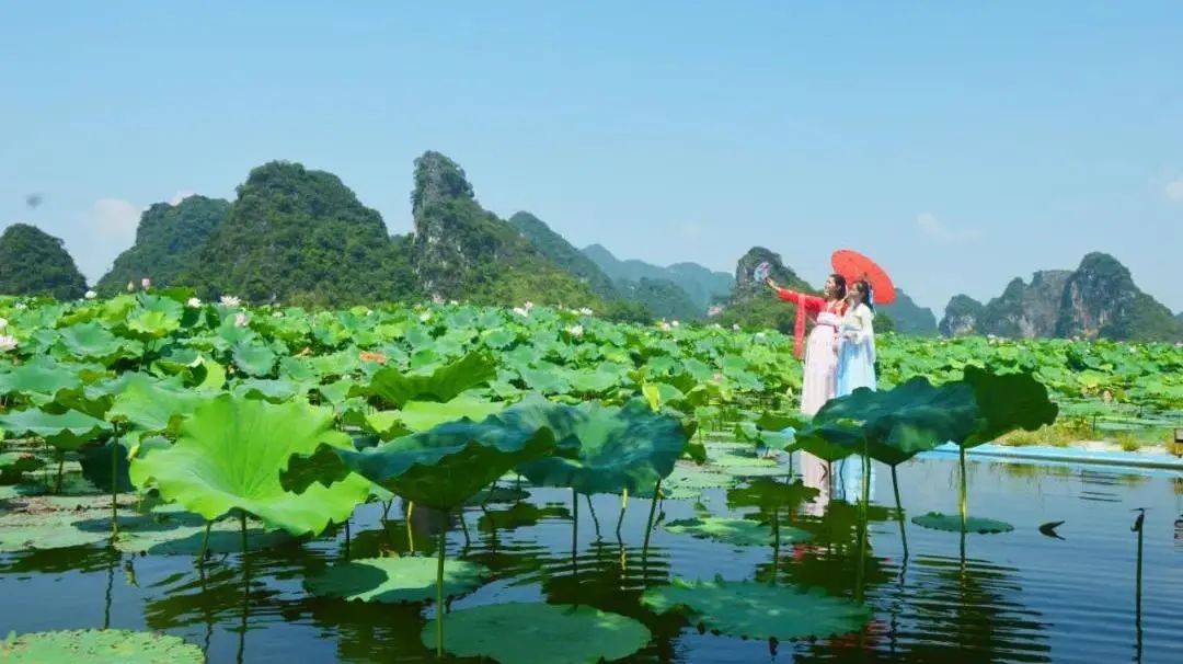 峰林水乡,游船畅游 映日荷花,别样红 穿着古装的"荷花仙子" 在莲池