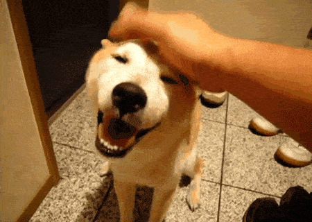 aeedb6ce0a05482e97b0d42cb40447e9.gif