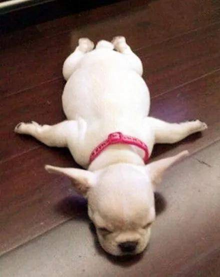 狗狗奇葩睡姿大赏,你家是哪一种
