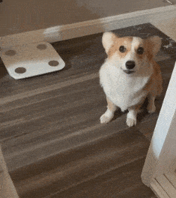 壁纸 动物 狗 狗狗 250_280 gif 动态图 动图