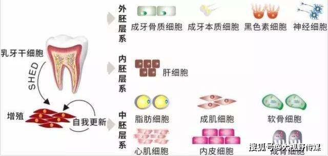 干细胞|爸爸妈妈们，可别再扔掉它越来越多父母为孩子储存乳牙