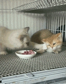 搞笑gif大盘点:你们知道摄影师,有多不容易吗?_真香