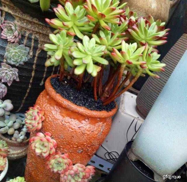 多肉小花盆可爱创意 dff3e7dbc1774f40b20da6b8ea6eb87f.jpeg