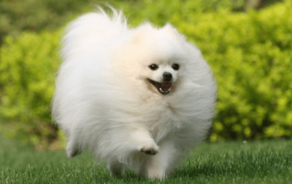 狗狗叫不过来怎么办