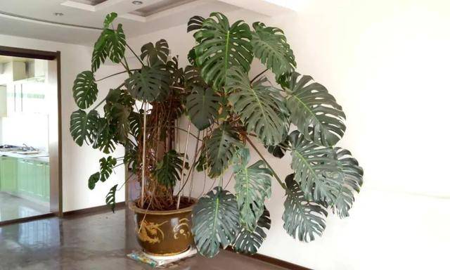 龟背竹怎样能快速开背 36ad95749d5e41d28b2b004aa4d114b9.jpeg