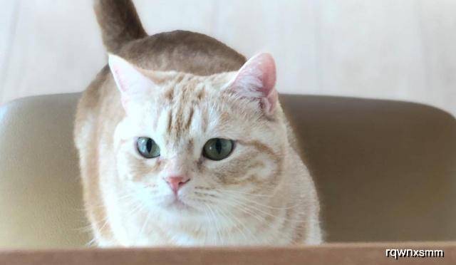 怎么看小猫咪是不是贫血 7ac736d73e2f46bd8b76a82f161f7faf.jpeg