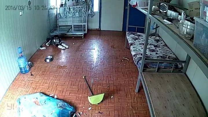 狗狗独自在家都干了些什么？