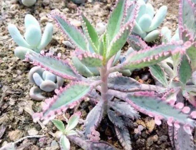 不死鸟多肉视频 9ea8ee2b50f544b19f50e71667209740.jpeg