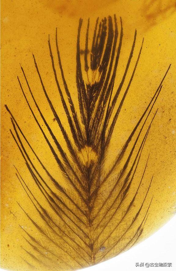 最近有一批科學家在緬甸琥珀裡挖掘到了大量恐龍羽毛，羽毛形狀保存良好 娛樂 第11張