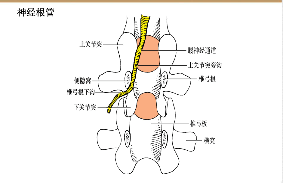 收藏版椎间孔镜技术脊柱应用解剖图表