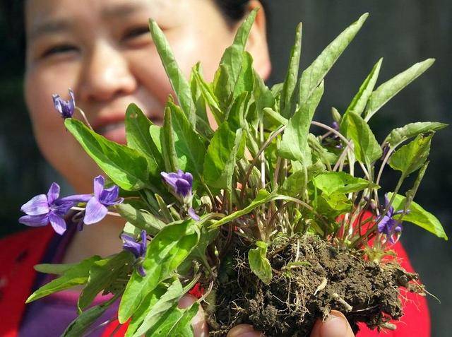 野茄子的价值