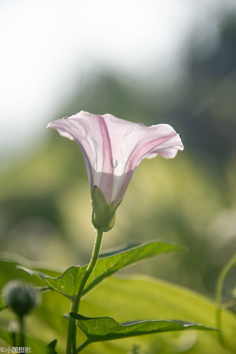 花卉摄影欣赏:原来这么拍,打碗花也能拍得高大上,清新