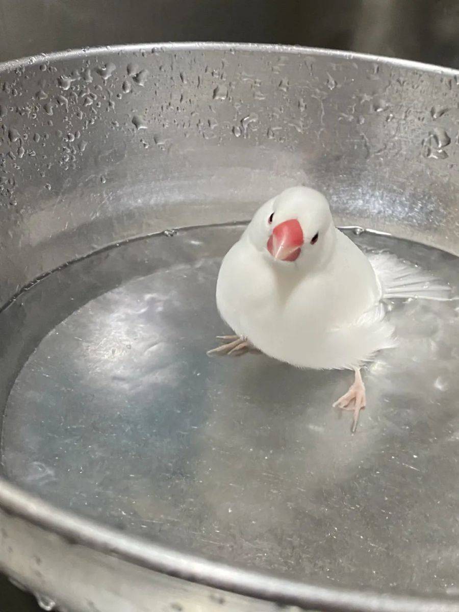 女子拿出锅要烧水，出去拿个盖子的功夫，一进来却有些凌乱了_搜狐网, image size:900x1200