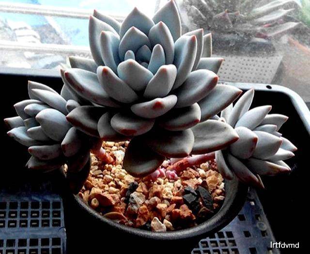 新手多肉老桩品种 4c7f5b3abac54fa0b204c4e3efa24888.jpeg