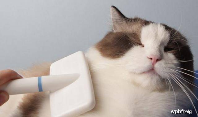 怎么看小猫有没有绒毛 598b1173f14b443481d4c8183cd39712.jpeg