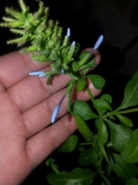 花友|那是因为没注意4点,现在学还来得及买回家的花总消苞