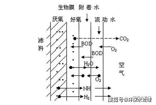 生物膜是由高度密集的好氧菌,厌氧菌,兼性菌,真菌,原生动物以及藻类等