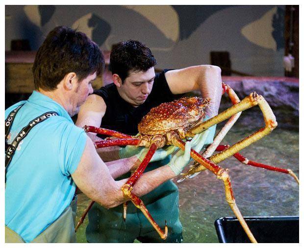 全球最大的螃蟹,进入我国却沦为"盘中餐"
