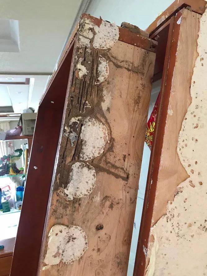 佛山市民家里的木制家具被白蚁侵害.佛山市白蚁防治行业协会提供