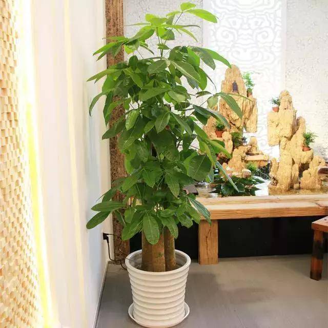 茶几适合摆放植物吗风水 茶几上摆绿植会破坏财运？风水师闭口不提的3个真相