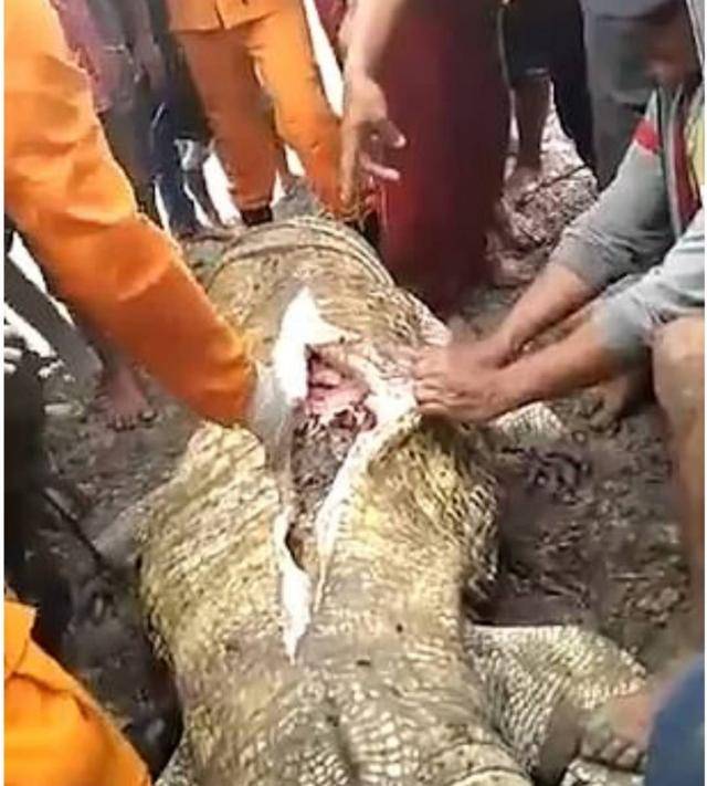 印尼女子被鳄鱼拖下水生吞,愤怒的村民开膛破肚后只剩