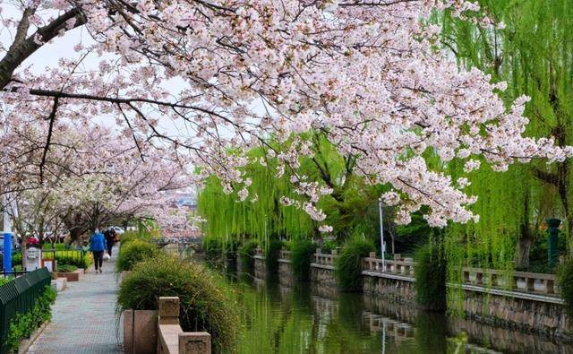 原创常熟护城河畔浓郁的水乡风情樱花灿若云霞赏樱市民络绎不绝