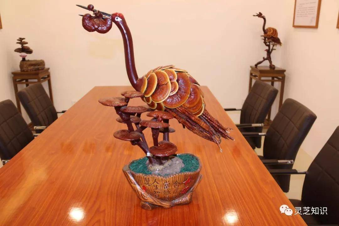 灵芝变盆景,身价翻了倍!你见过这样的盆景吗?