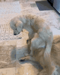 86a4c3f2a674490a8659c9989dc29100.gif