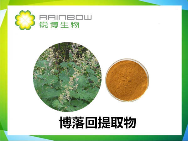 替抗原料 博落回提取物 总碱60% 血根碱40%