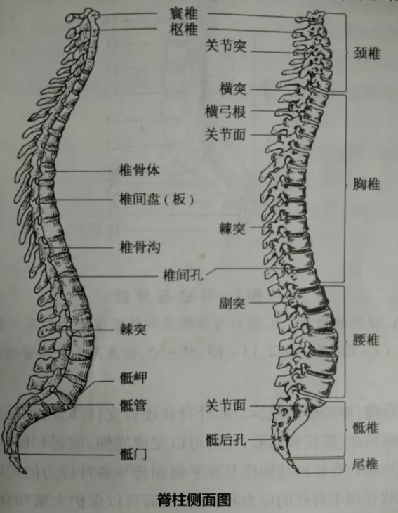 从脊柱结构,损伤类型到评定,康复治疗,脊髓损伤康复之路(一)