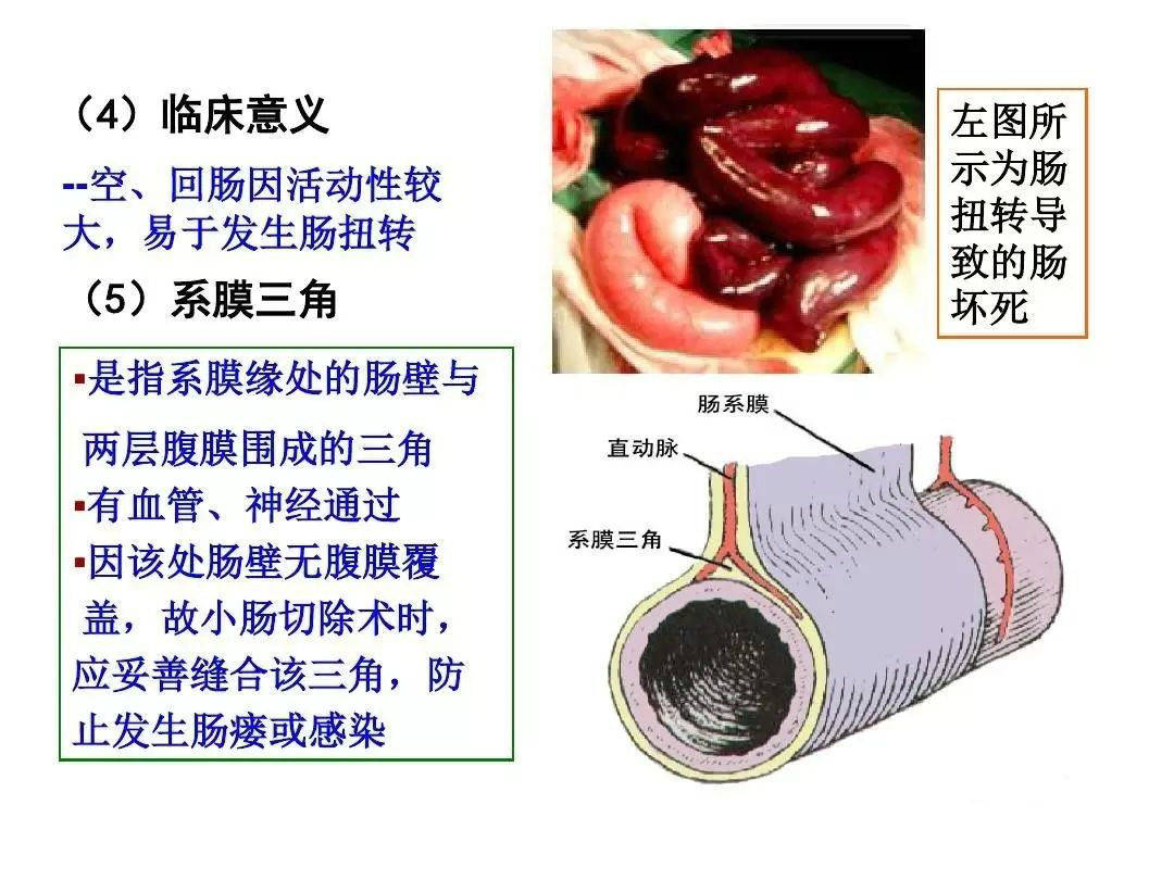 【解剖】腹膜及腹膜腔(经典讲解汇总)_肠系膜