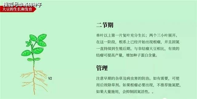 大豆的一生,高清图谱解析