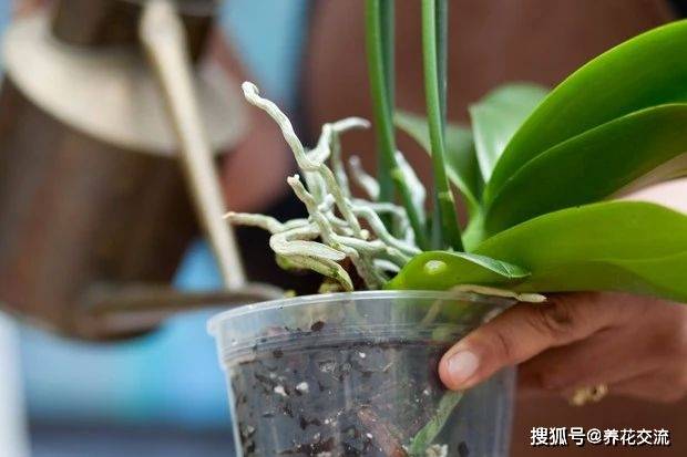 蝴蝶兰可以养上百年,觉得它难养的人,是不了解它的几个真面目
