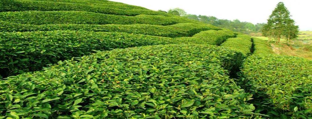 【茗边聚焦】凤冈茶产业系列报道之⑤: 贵州野鹿盖茶业有限公司