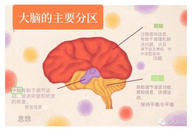 大脑的组成_后脑