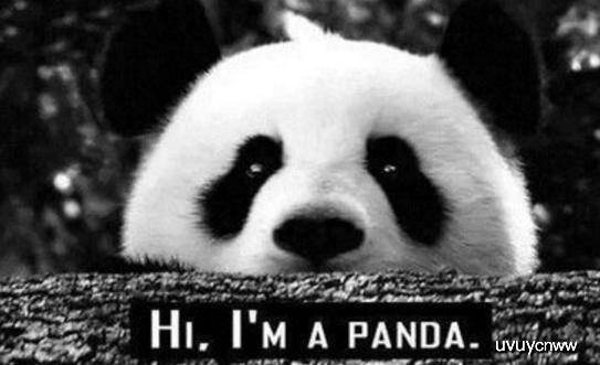 什么动物能打败熊猫 a37ae79dbc1842ae8580a2d5989ee1b1.jpeg